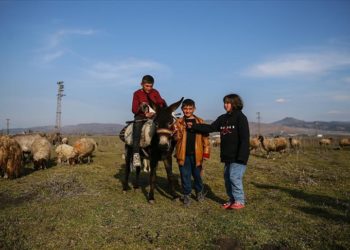 Depremzede kardeşler babalarının emaneti koyun sürüsüyle avunuyor