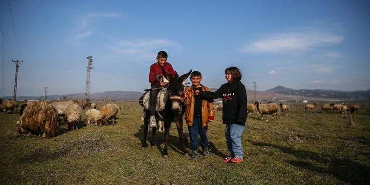 Depremzede kardeşler babalarının emaneti koyun sürüsüyle avunuyor
