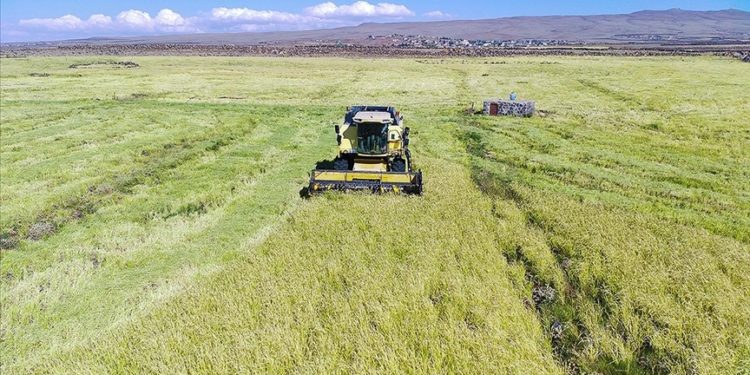 Destek ödemeleri kapsamında 13 milyar 836 milyon lira çiftçilerin hesaplarına yatırılacak