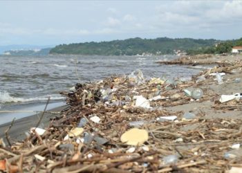 Marmara Denizi’ndeki kirlilik hamsilerin yeterince beslenememesine neden oldu