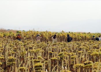 Tarım işçilerinin günlük ücreti 2022'de artış kaydetti