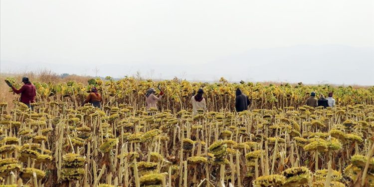 Tarım işçilerinin günlük ücreti 2022'de artış kaydetti