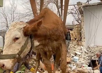 Yem desteği verilen besicilerin enkazdan kurtarılan hayvanları da tedavi ediliyor