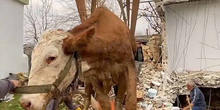 Yem desteği verilen besicilerin enkazdan kurtarılan hayvanları da tedavi ediliyor