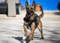 Arama kurtarma sırasında yaralanan Belçika çoban köpeği “Vira” tedavisinin ardından yavrularıyla buluştu