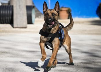 Arama kurtarma sırasında yaralanan Belçika çoban köpeği “Vira” tedavisinin ardından yavrularıyla buluştu