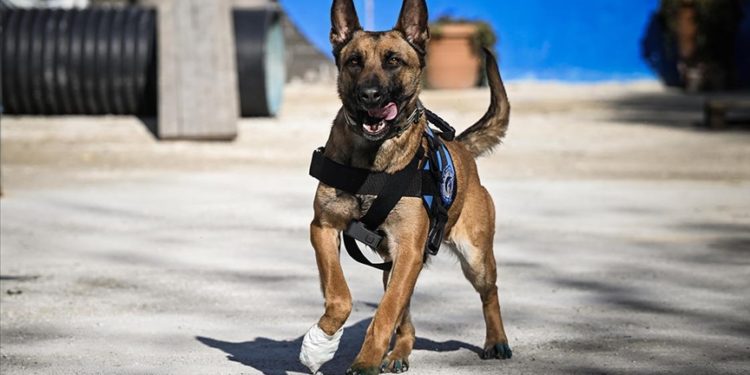 Arama kurtarma sırasında yaralanan Belçika çoban köpeği “Vira” tedavisinin ardından yavrularıyla buluştu