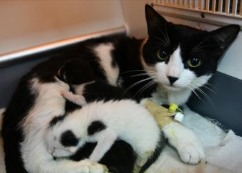 Enkazda doğum yaparken kurtarılan kedinin yavruları sezaryenle alındı