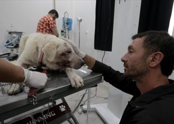 İskenderunlu hayvansever depremde yaralanan köpeklerin tedavisi ve bakımıyla ilgileniyor