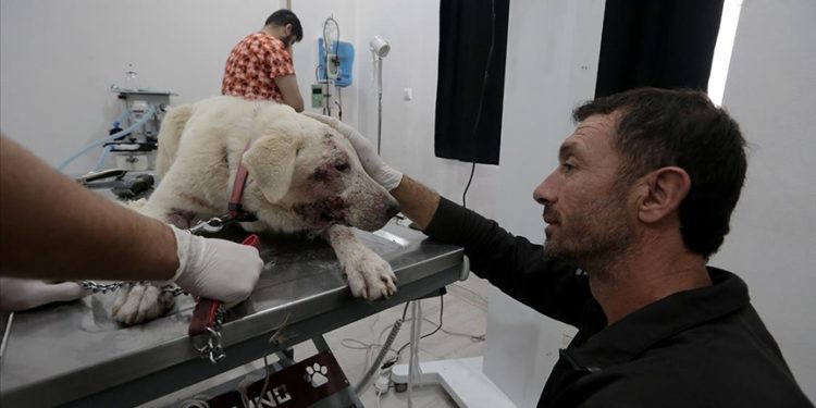 İskenderunlu hayvansever depremde yaralanan köpeklerin tedavisi ve bakımıyla ilgileniyor