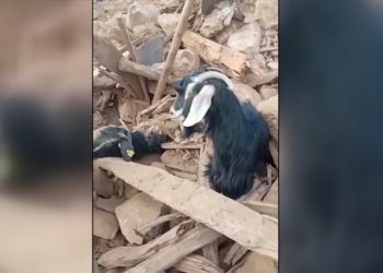 Kahramanmaraş'ta depremden 637 saat sonra enkazdan 2 keçi canlı çıkarıldı