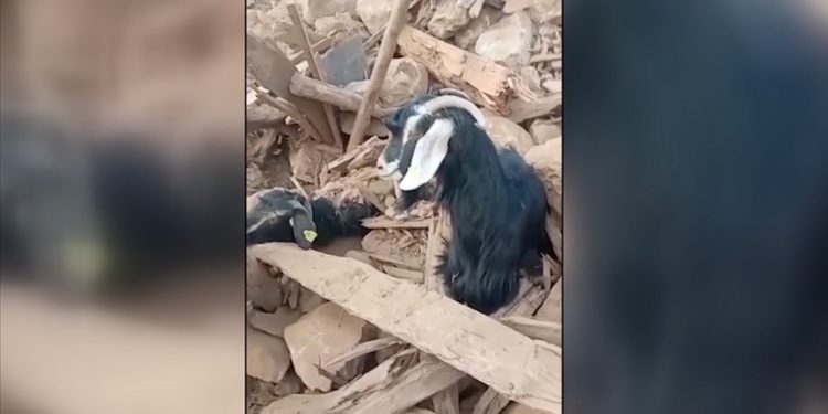 Kahramanmaraş'ta depremden 637 saat sonra enkazdan 2 keçi canlı çıkarıldı