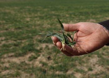 Kuraklığın rekolteye etkisinin sınırlı olması bekleniyor