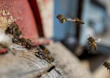 Depremde kovanları zarar gören arıcılar üretimi sürdürmek istiyor