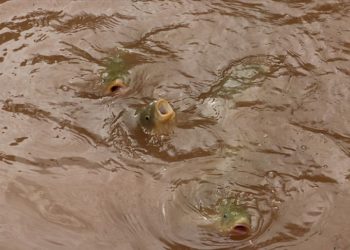 Selden etkilenen Balıklıgöl’deki balıklar “güvenli bölgede”