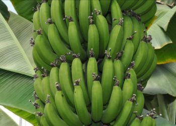 Silifke'de örtü altında yetiştirilen muzda 40 bin ton rekolte bekleniyor