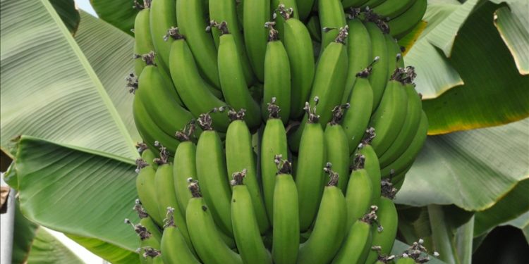 Silifke'de örtü altında yetiştirilen muzda 40 bin ton rekolte bekleniyor