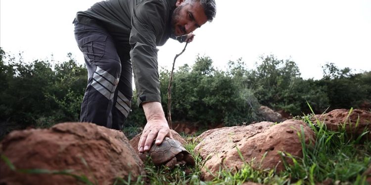 Hatay'da depremde oluşan yarıkta mahsur kalan iki kaplumbağayı mahalleli kurtardı