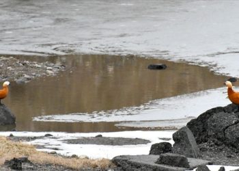 Kars'ta göçmen kuşlar gelmeye başladı