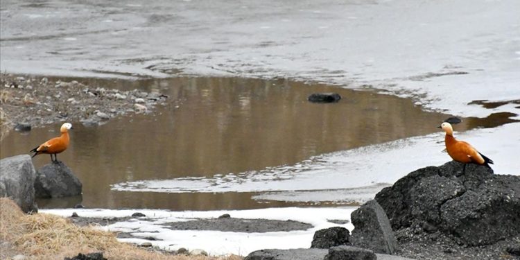 Kars'ta göçmen kuşlar gelmeye başladı