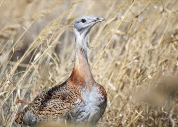 Malazgirt'te bitkin halde bulunan "toy" kuşu özel diyetle tedavi ediliyor