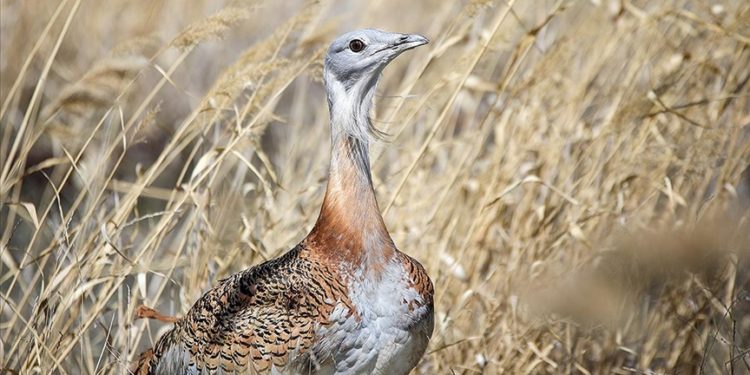 Malazgirt'te bitkin halde bulunan "toy" kuşu özel diyetle tedavi ediliyor