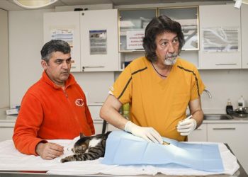 Kök hücre tedavisiyle felçli hayvanlar da ayağa kalkıyor