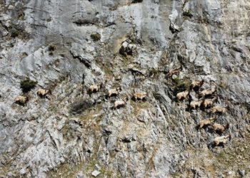 Munzur Dağları'ndaki yaban keçileri dronla görüntülendi