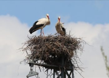Erzincan’da köylülerin 20 yıllık “komşusu” leylekler yuvalarına dönüyor