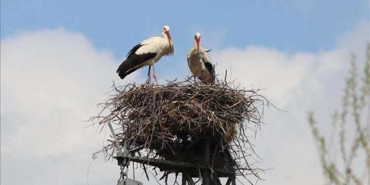 Erzincan’da köylülerin 20 yıllık “komşusu” leylekler yuvalarına dönüyor