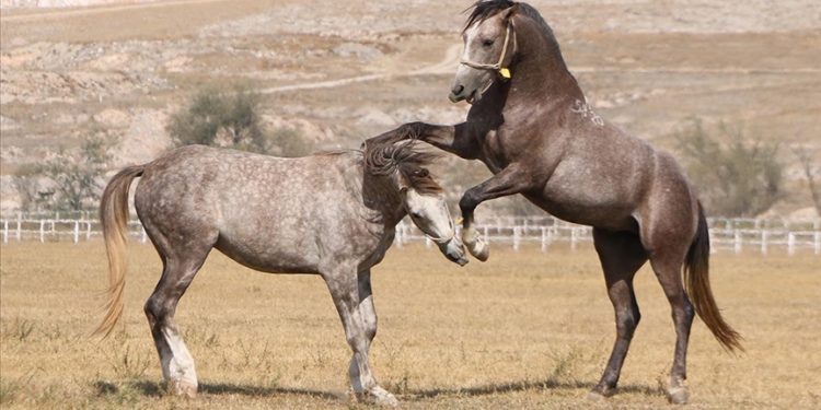 TİGEM bu yıl şampiyon adayı 319 safkan Arap tayı satacak