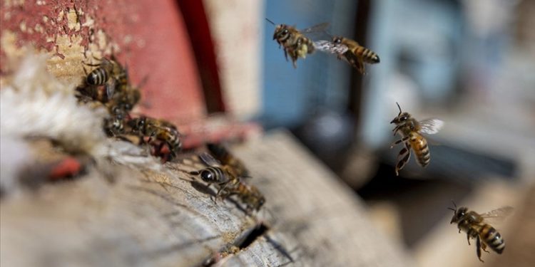 İklim değişikliğinin etkisiyle çiçeksiz kalan arılar için “baharda şerbet takviyesi” önerisi