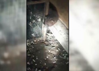 Çiftçinin, tavuklarını telef eden sansara "hesap sorması" gülümsetti