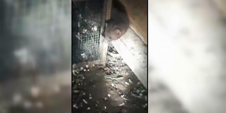 Çiftçinin, tavuklarını telef eden sansara "hesap sorması" gülümsetti