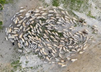 Ankara'da süt kuzularının anneleriyle buluşma anı görüntülendi