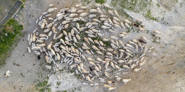 Ankara'da süt kuzularının anneleriyle buluşma anı görüntülendi