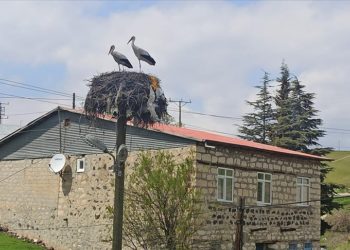 Baharın müjdecisi leylekler Tunceli'ye gelmeye başladı