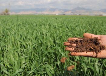 Güneydoğu’da yağışlar tarımda yüksek rekolte umudunu artırdı