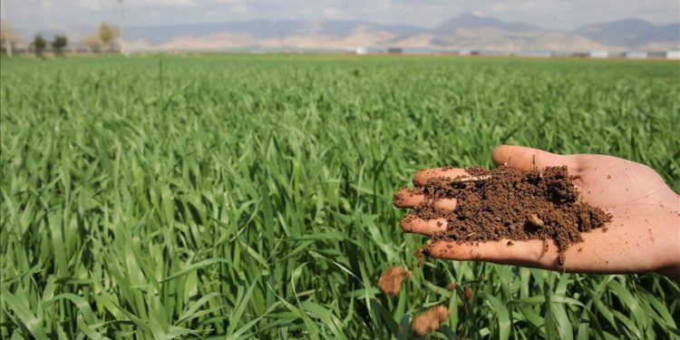 Güneydoğu’da yağışlar tarımda yüksek rekolte umudunu artırdı