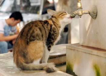 Dünyada 600 milyon sokak hayvanının bulunduğu tahmin ediliyor