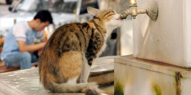 Dünyada 600 milyon sokak hayvanının bulunduğu tahmin ediliyor