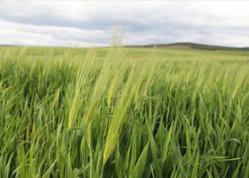 Depremzede çiftçilere son yağışlar “can suyu” oldu