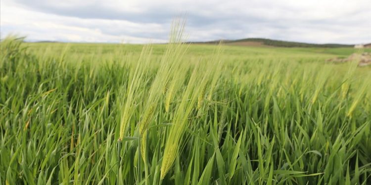 Depremzede çiftçilere son yağışlar “can suyu” oldu