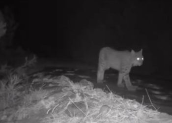 Burdur'da yaban hayatı fotokapanlara yansıdı