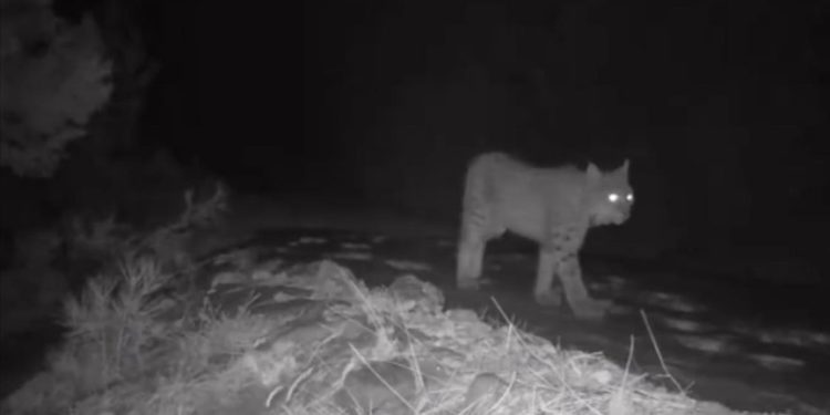 Burdur'da yaban hayatı fotokapanlara yansıdı
