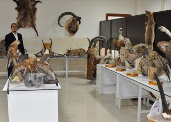 Üniversite öğrencileri tahnit uygulanan yaban hayvanları üzerinde ders görüyor