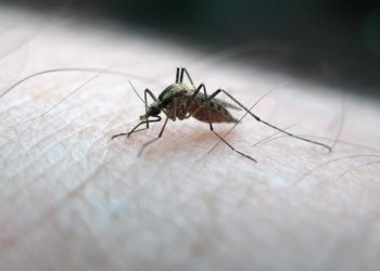 Türkiye’de yerli sıtma vakası yok