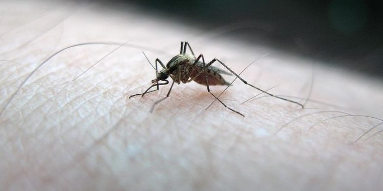 Türkiye’de yerli sıtma vakası yok