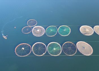 Türkiye su ürünleri yetiştiriciliğinde Avrupa’nın zirvesinde