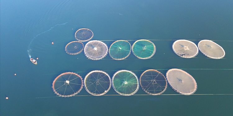 Türkiye su ürünleri yetiştiriciliğinde Avrupa’nın zirvesinde